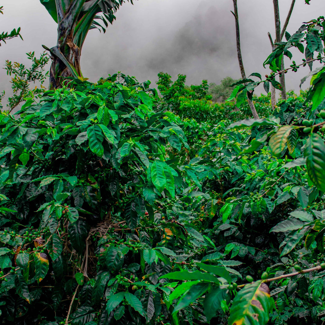 NICARAGUA Finca La Porra  - Premium Collection
