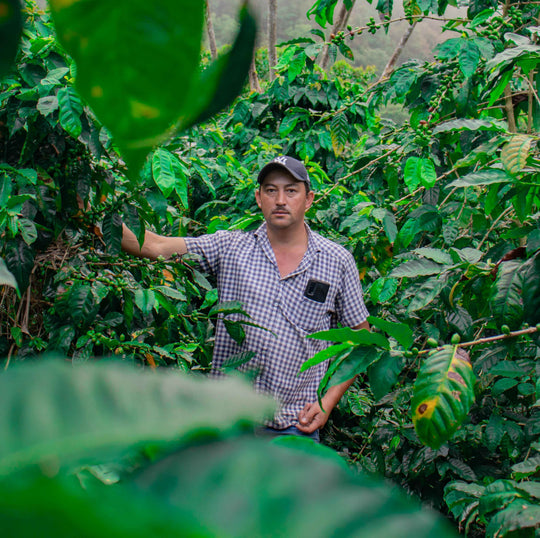 NICARAGUA Finca La Porra  - Premium Collection