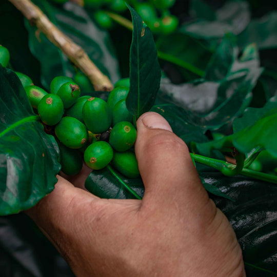 NICARAGUA Finca La Porra  - Premium Collection