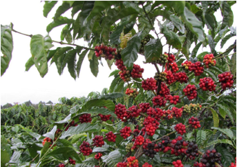 VIETNAM ROBUSTA WET POLISHED