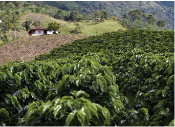 COLOMBIE EXCELSO - A L'OMBRE DES NOYERS ANDAIS