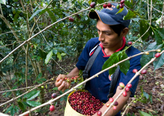 PEROU - Décaféiné BIO