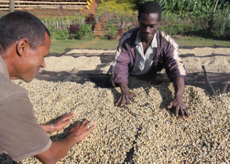 ETHIOPIE - SIDAMO