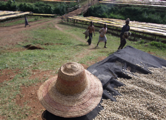 ETHIOPIE - SIDAMO