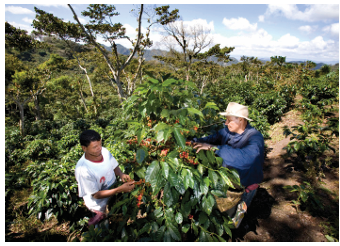 NICARAGUA SHG JINOTEGA ET MATAGALPA