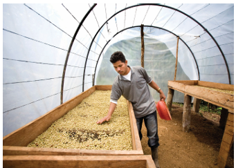 NICARAGUA SHG JINOTEGA ET MATAGALPA