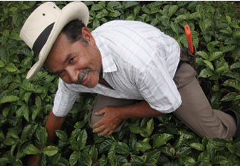 COLOMBIE EXCELSO - BIOLOGIQUE - POPAYAN - CAUCA