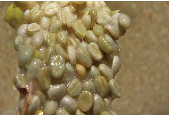 COLOMBIE EXCELSO - BIOLOGIQUE - POPAYAN - CAUCA