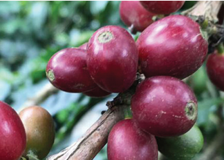 COLOMBIE EXCELSO - BIOLOGIQUE - POPAYAN - CAUCA