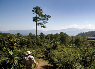 HONDURAS  S.H.G. - BIOLOGIQUE -