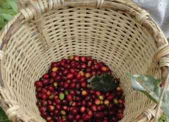 HONDURAS  S.H.G. - BIOLOGIQUE -