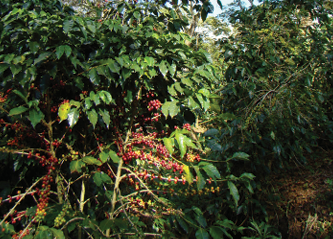 HONDURAS  S.H.G. - BIOLOGIQUE -