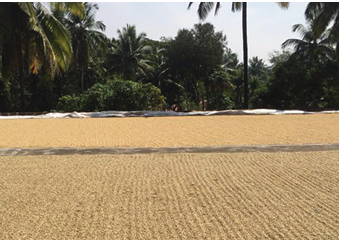 INDE "CHERRY" ROBUSTA BIO