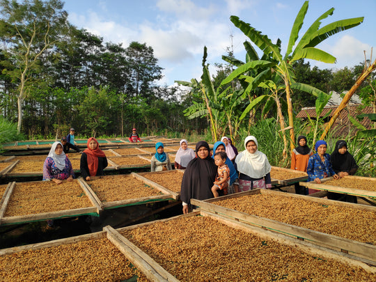 Argopuro Honey process - Café d'Indonesie