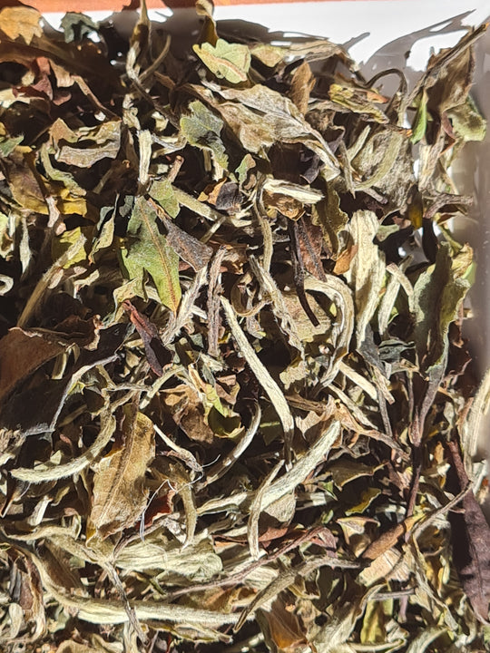 Thé blanc : PAI MU TAN de Chine (BIO)