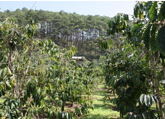 VIETNAM ROBUSTA WET POLISHED