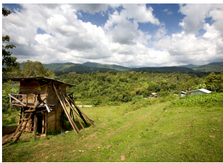 AFRIQUE - TOGO - KPALIME - REGION DES PLATEAUX - ROBUSTA