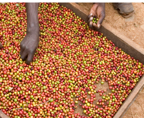 TOGO - KPALIME - REGION DES PLATEAUX - ROBUSTA