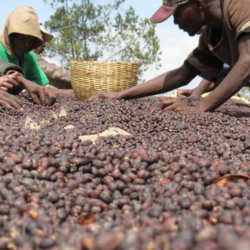 Cafe Yirgacheffe Gedeo Ethiopie - BIO