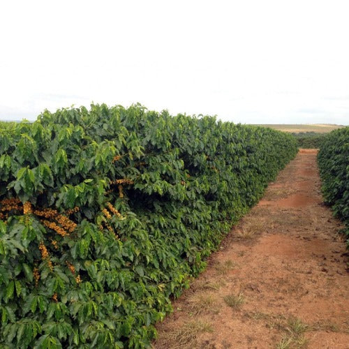 Fazenda Bela Vista - Catuai Jaune- Brésil